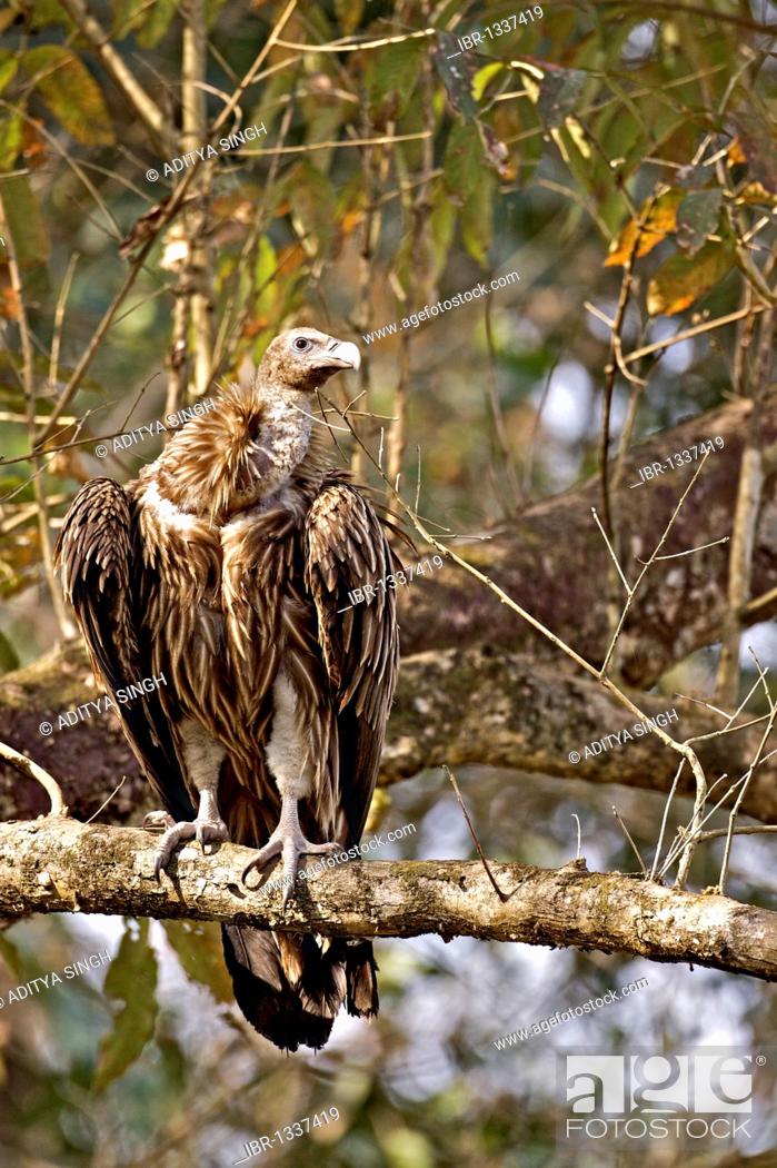Stock Photo: Slender-billed Vulture (Gyps tenuirostris) in Kaziranga National Park in Assam, Northeast India, Asia.