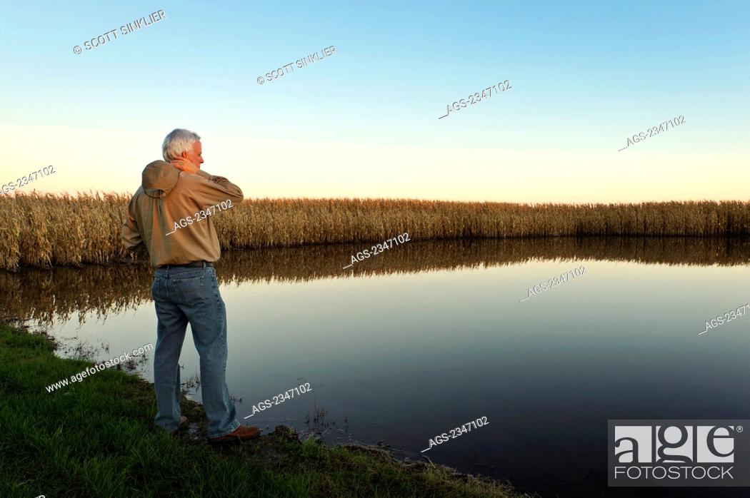 Stock Photo: Agriculture - A farmer inspects his mature harvest ready grain corn field that has been flooded by heavy late season rains / Central Iowa, USA.