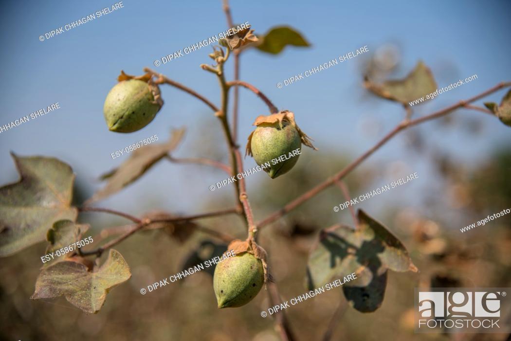Stock Photo: Cotton farm field, Close up of cotton balls and flowers. Agriculture field, .