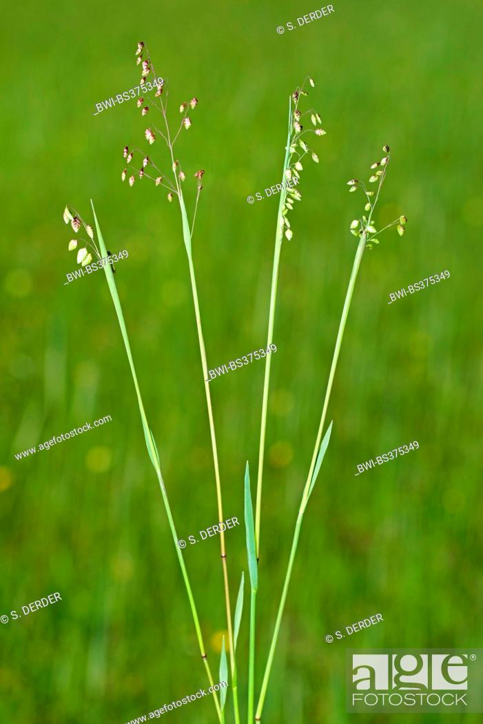 Quaking-grass, Cow-quake, Didder, Dithering-grass, Dodder-grass, Doddering  Dillies, Doddle-grass, Stock Photo, Picture And Rights Managed Image. Pic.  BWI-BS375349 | agefotostock