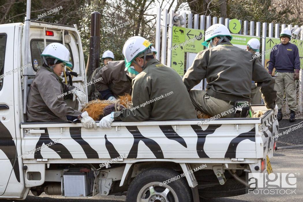 Stock Photo: February 22, 2019, Tokyo, Japan - Zookeepers capture a zookeeper wearing orangutan costume during an Escaped Animal Drill at Tama Zoological Park.