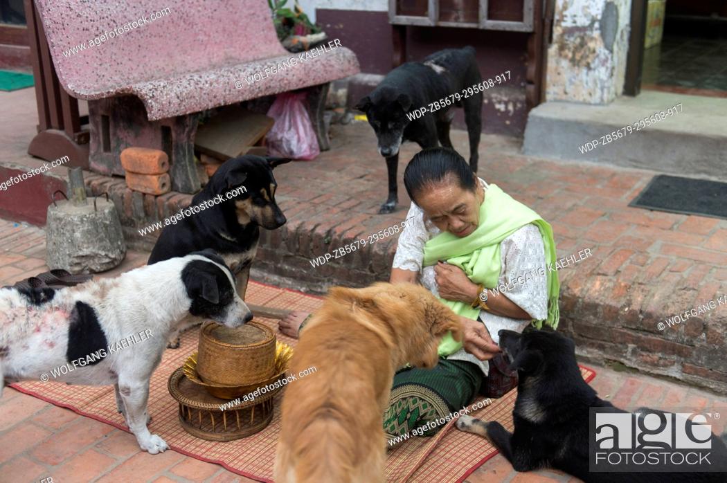Stock Photo: A local woman is feeding stray dogs early morning in the UNESCO world heritage town of Luang Prabang in Central Laos.