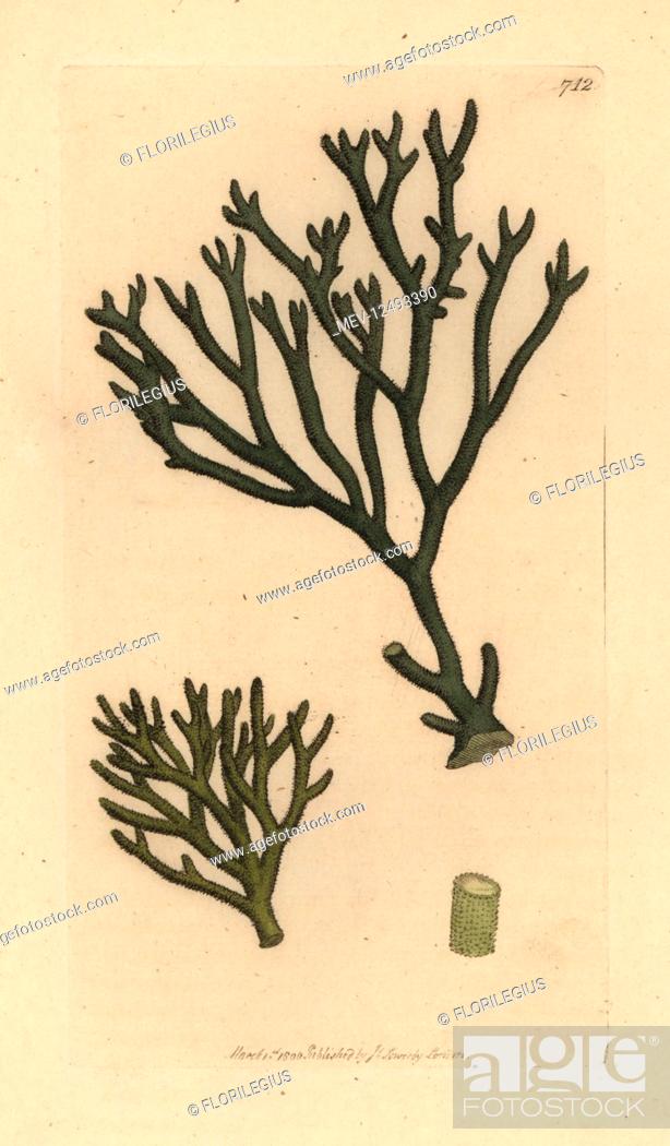 Stock Photo: Thongweed, Himanthalia elongata (Downy fucus, Fucus tomentosus). Handcoloured copperplate engraving after a drawing by James Sowerby for James Smith's English.