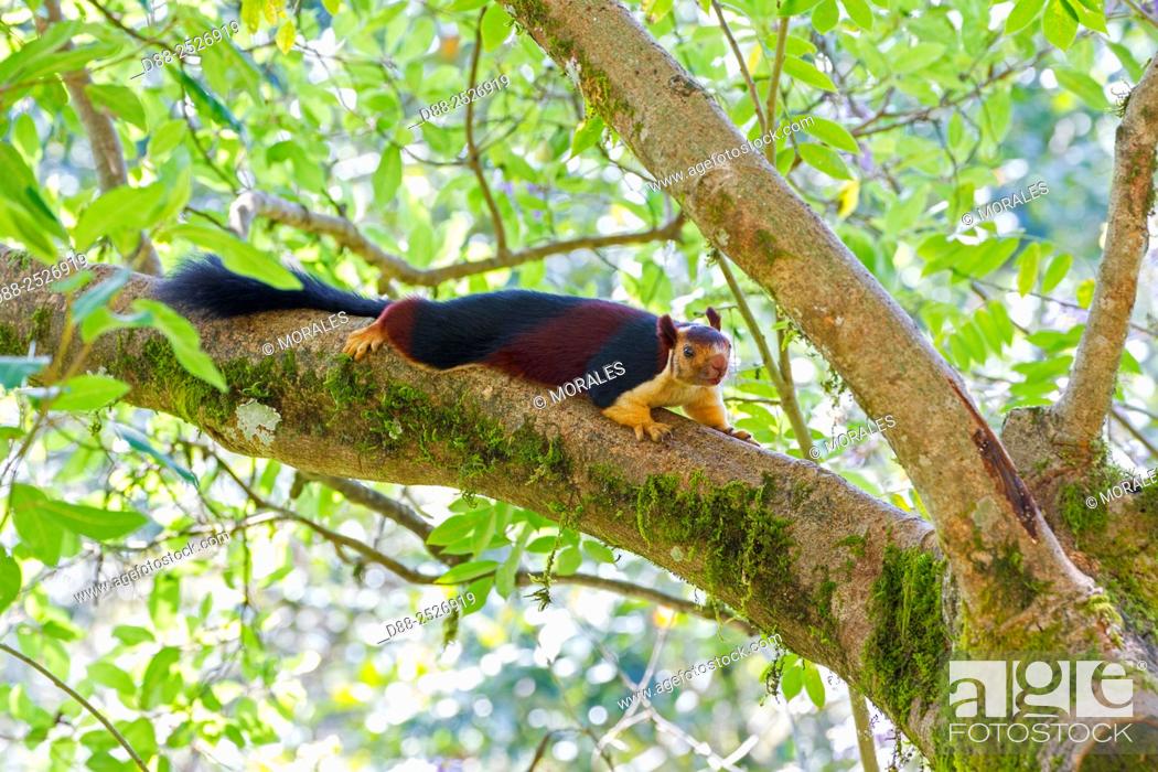 Asia, India, Tamil Nadu, Anaimalai Mountain Range Nilgiri hills, Indian  giant squirrel, Stock Photo, Picture And Rights Managed Image. Pic.  D88-2526919 | agefotostock