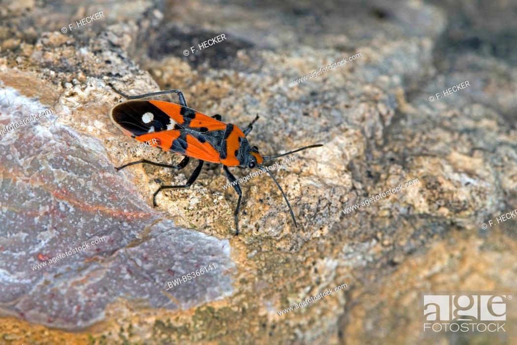 Stock Photo: Black-and-Red-bug, Knight bug, Harlequin bug (Lygaeus cf. equestris), on a stone, Germany.