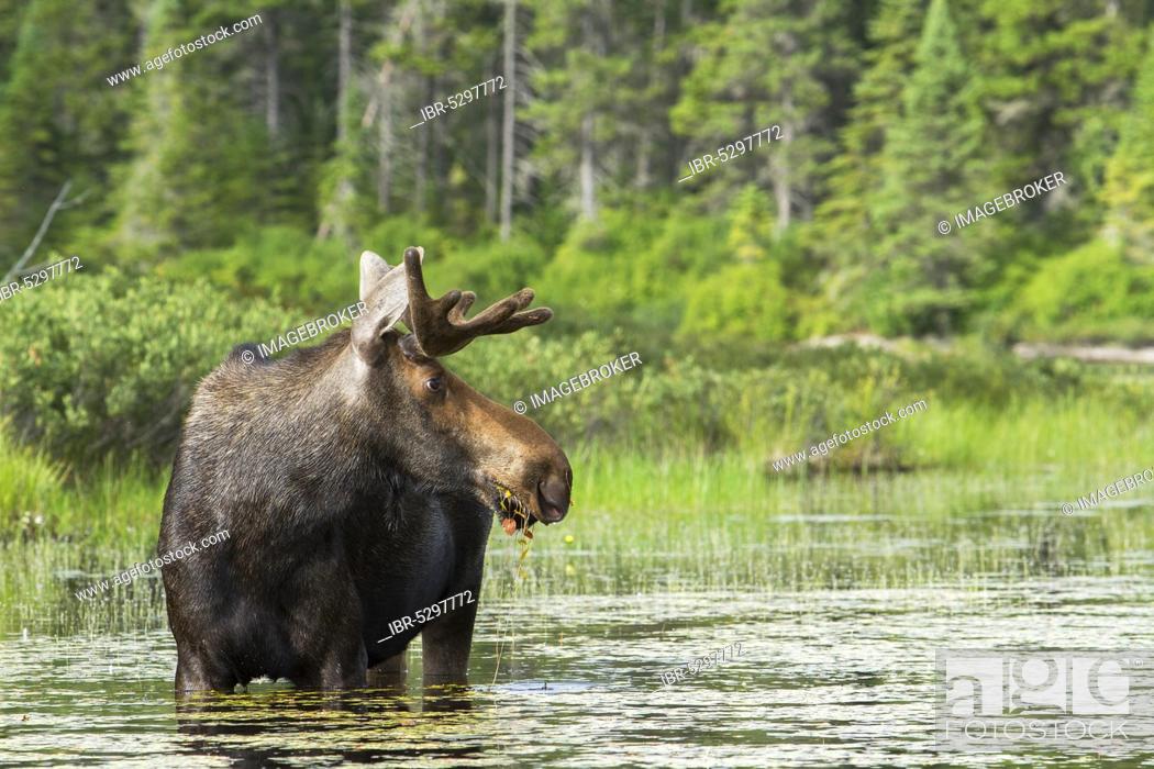 Stock Photo: Bull moose (Alces alces) feeding in a lake, La Mauricie national park, Quebec, Canada, North America.