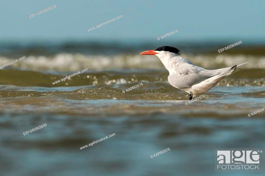 Imagen: Royal tern (Thalasseus maximus) is wading on the seashore.