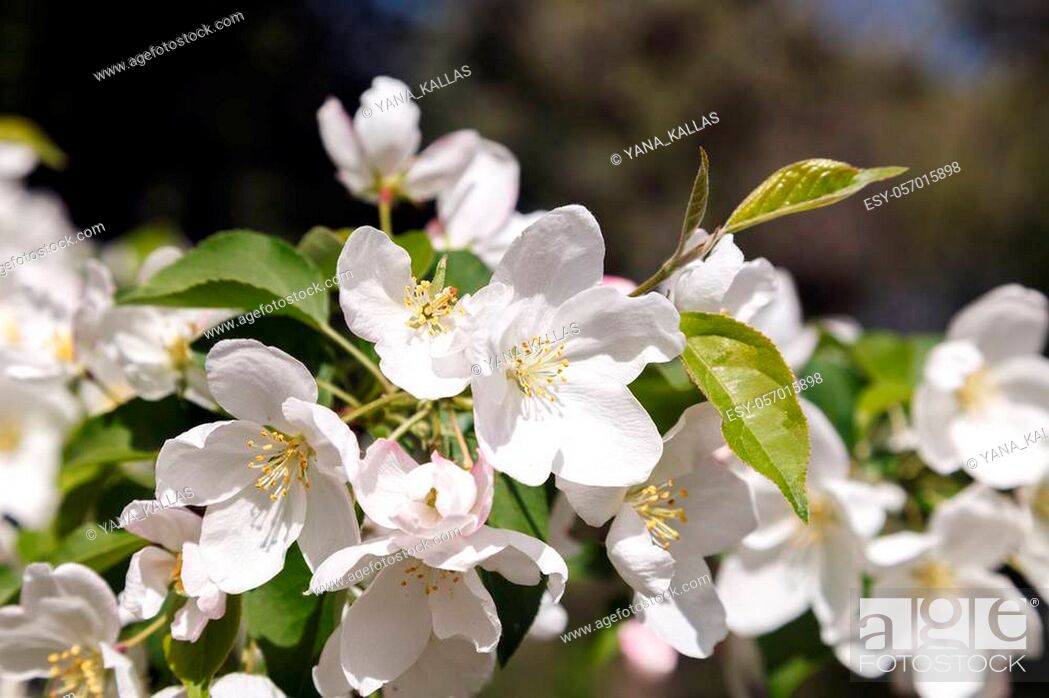Stock Photo: White flowers and pink buds on an Apple tree branch in spring bloom full of bright light as the warm season of the garden concept.