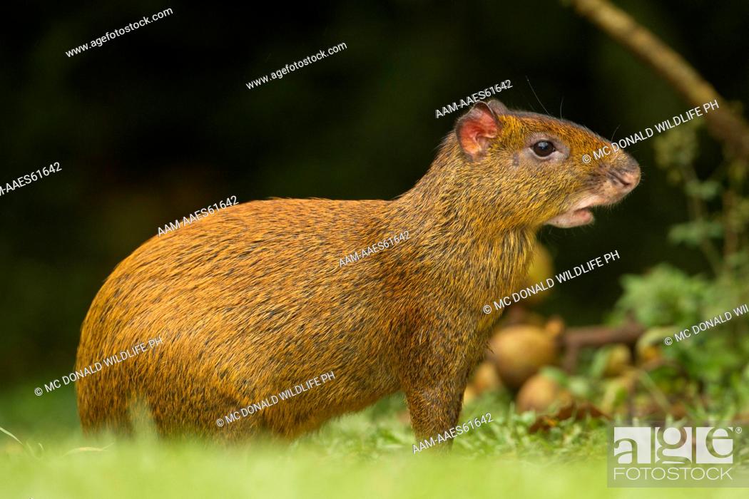 Central American Agouti (Dasyprocta punctata) Large, beagle-sized rodent  feeding on seeds along the..., Stock Photo, Picture And Rights Managed  Image. Pic. AAM-AAES61642 | agefotostock