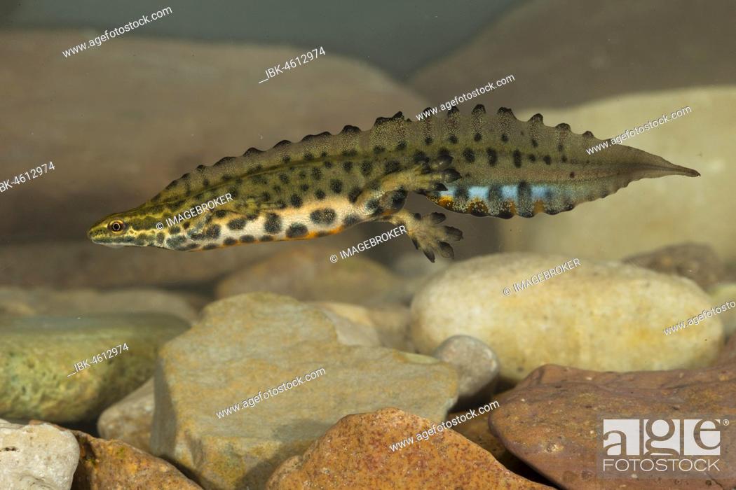 Stock Photo: Common newt (Triturus vulgaris), male at the bottom of a stream, Thuringia, Germany, Europe.