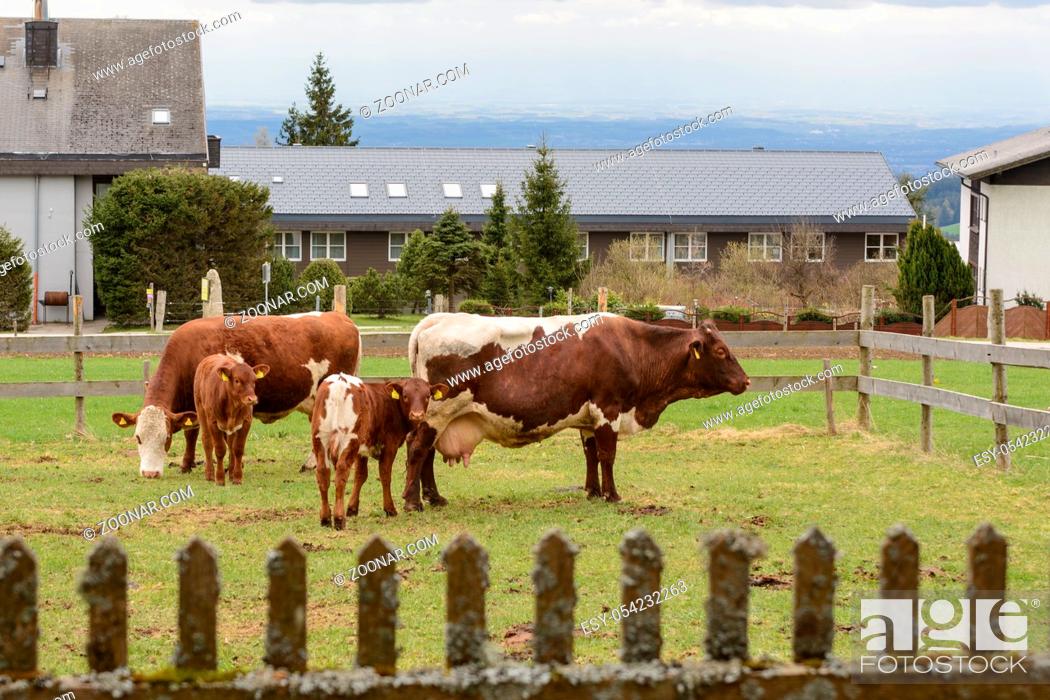 Stock Photo: Bio-Rinder auf eingezäuntem Weideland - mehrere Milchkühe und Kälber.