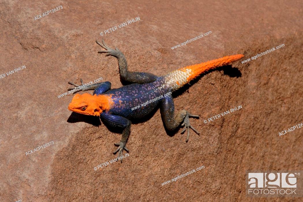 Stock Photo: Rainbow Lizard (Agama Agama) A very colourful lizard which seems quite common in the Spitzkoppe area, Length: 20 cm. Central Namibia, Africa.