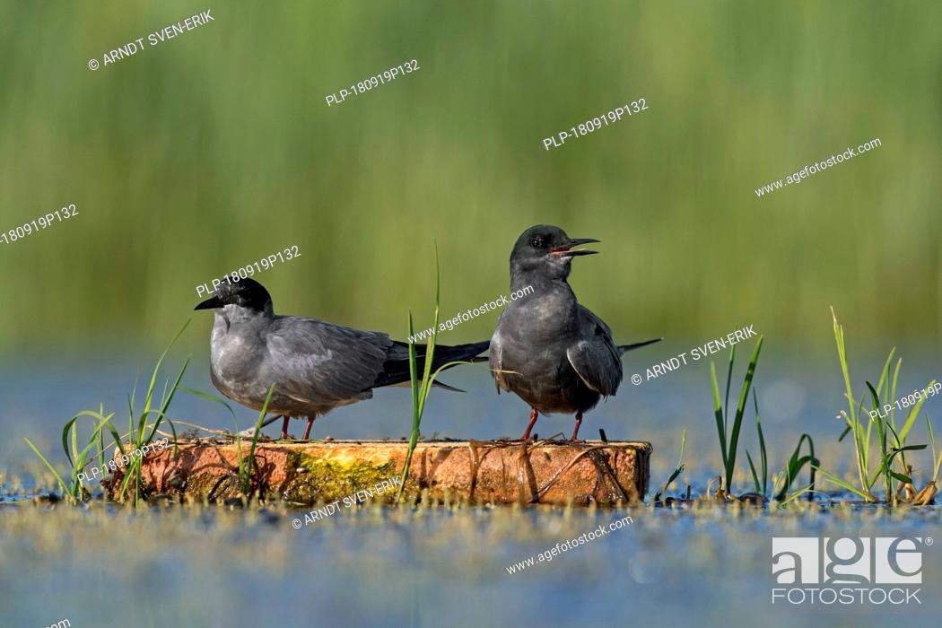 Stock Photo: Black tern (Chlidonias niger) pair in breeding plumage on floating artificial nesting platform in pond.