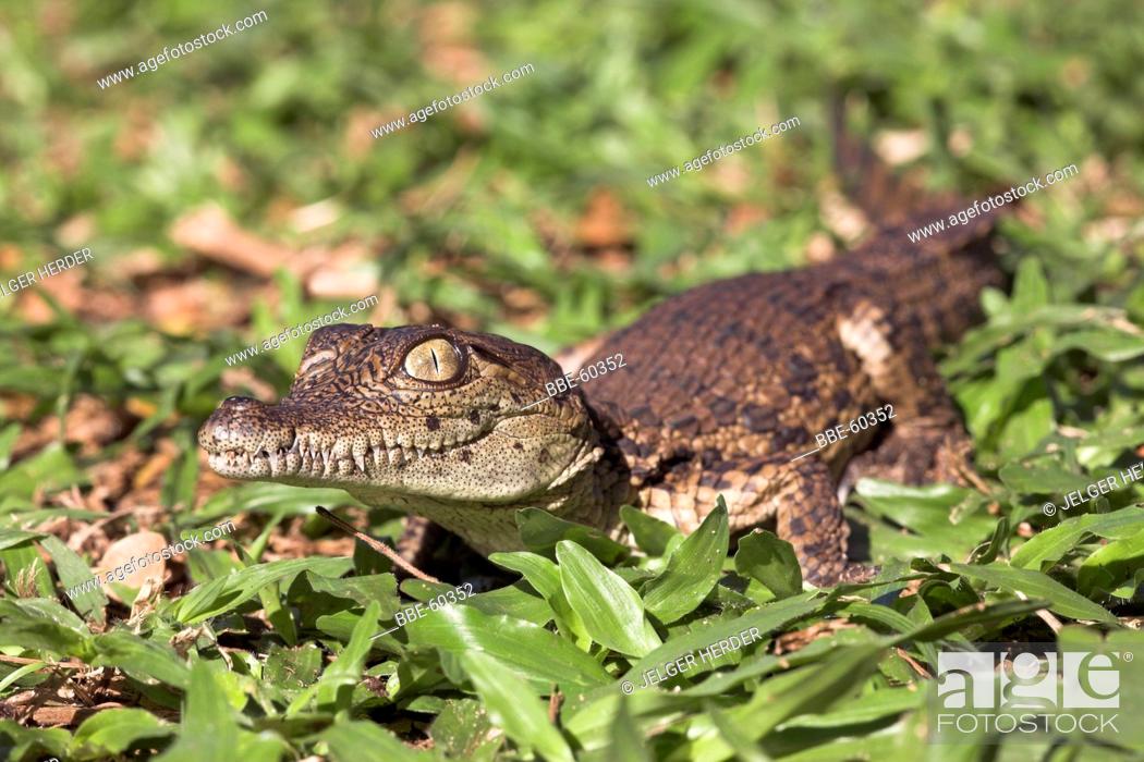 Imagen: Photo of a nile crocodile hatchling.