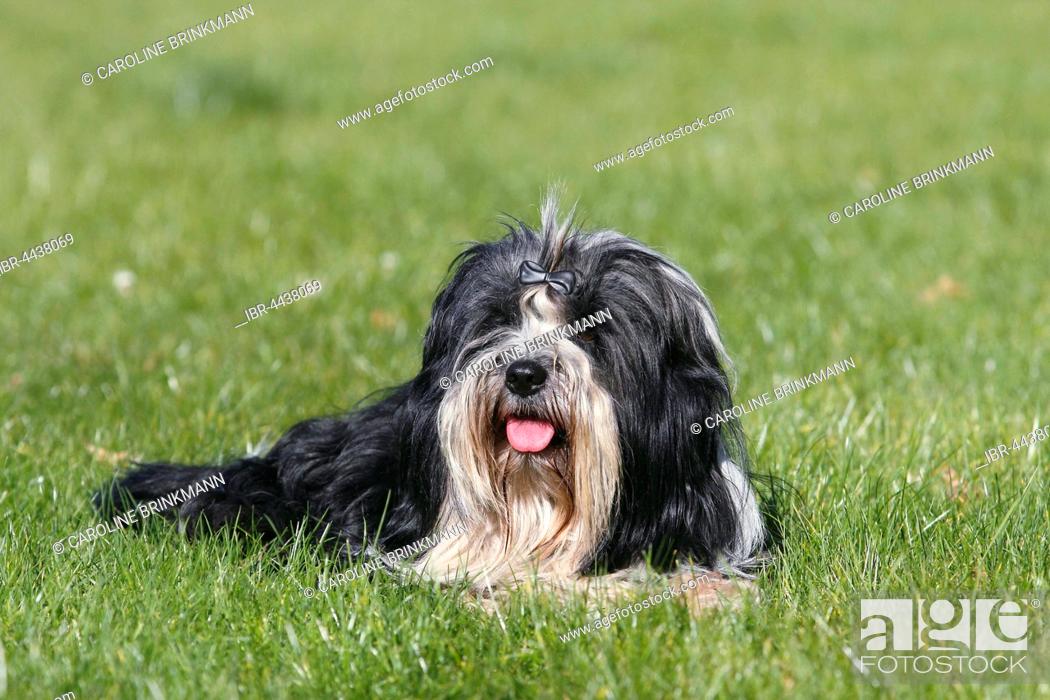 Tibetan Terrier 3 Years Black And White North Rhine Westphalia Germany Stock Photo Picture And Rights Managed Image Pic Ibr 4438069 Agefotostock