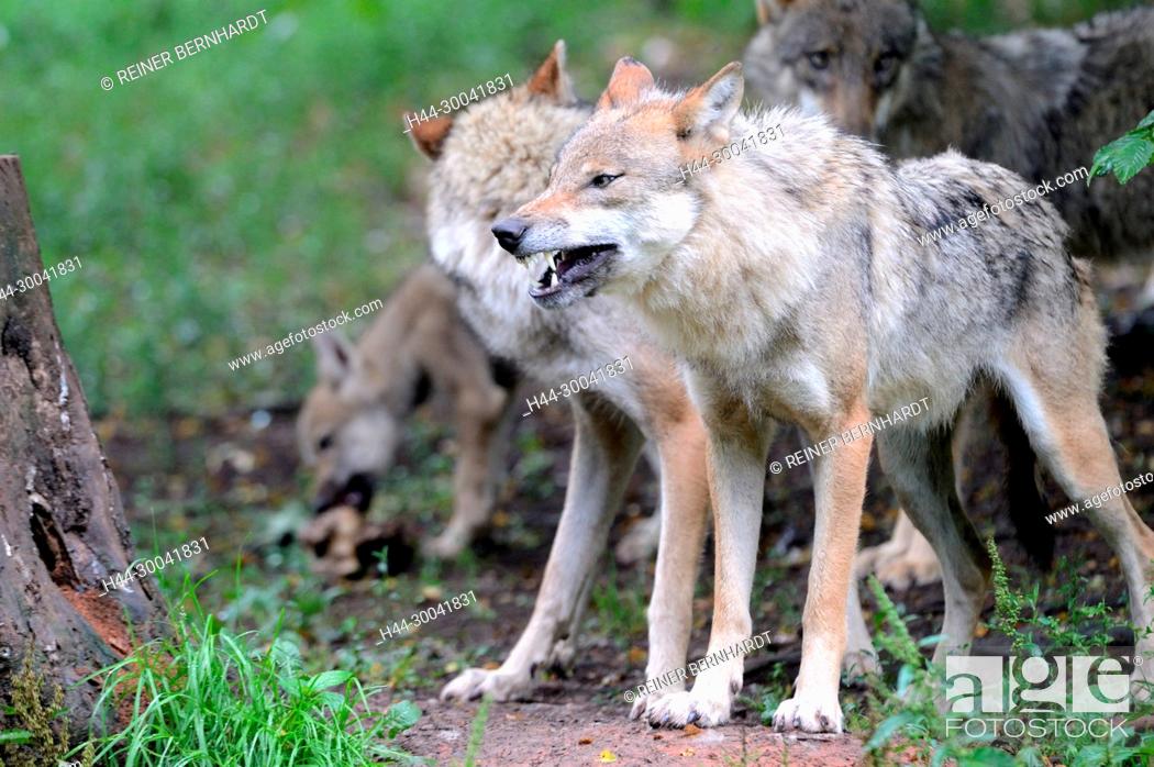 Stock Photo: Canine, Canis lupus, European wolf, grey wolf, grey wolf, doggy, Isegrimm, predator, predators, Wolf, wolves, wolves m of summer.