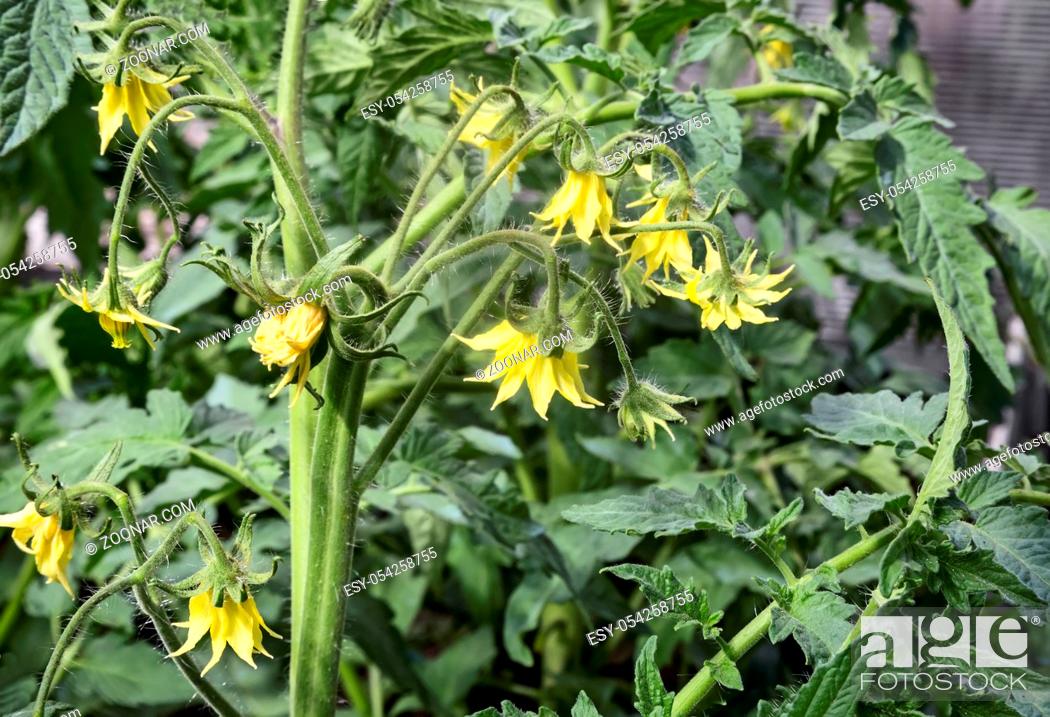 Imagen: In the greenhouse bloom plant tomatoes with lots of yellow flowers.