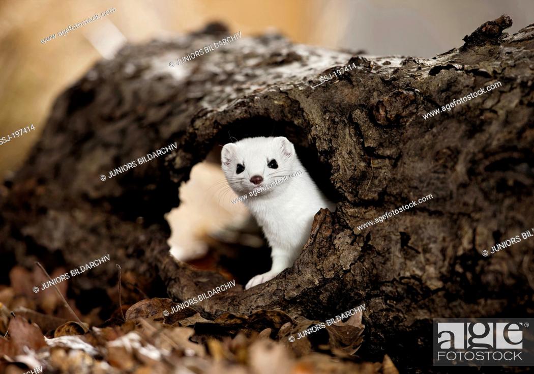 Ermine Stoat Mustela Erminea In, How Many Ermine To Make A Coat