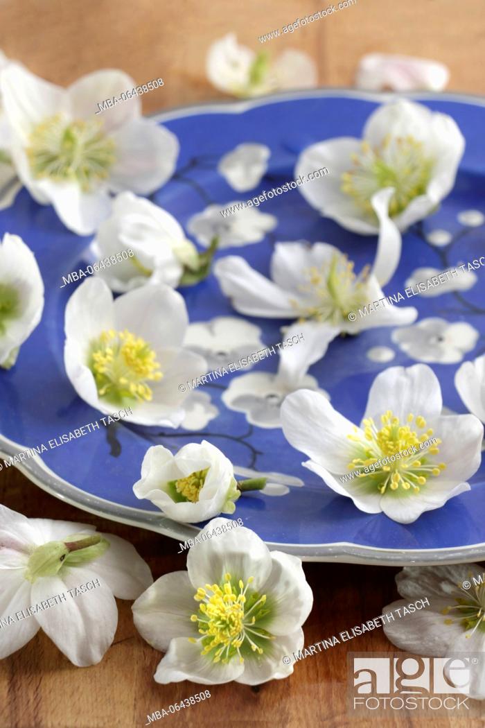 Stock Photo: winter roses on blue plate.