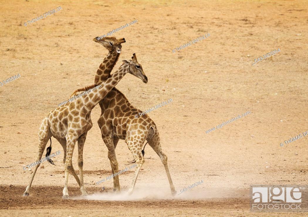 Stock Photo: Southern Giraffe (Giraffa giraffa). Fighting males in the dry and barren Auob riverbed, raising a lot of dust. Kalahari Desert, Kgalagadi Transfrontier Park.