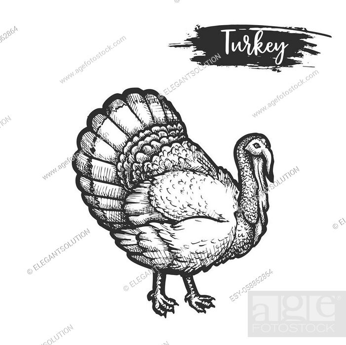 Turkey bird sketch or hand drawn gobbler. Vector illustration of farm animal  for thanksgiving day, Stock Vector, Vector And Low Budget Royalty Free  Image. Pic. ESY-058862864 | agefotostock