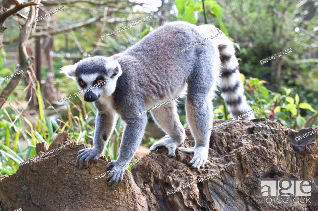Stock Photo: lemur exploring along a branch.