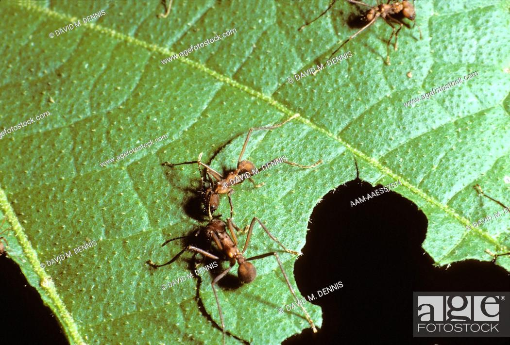 Stock Photo: Leaf-cutting Ants.