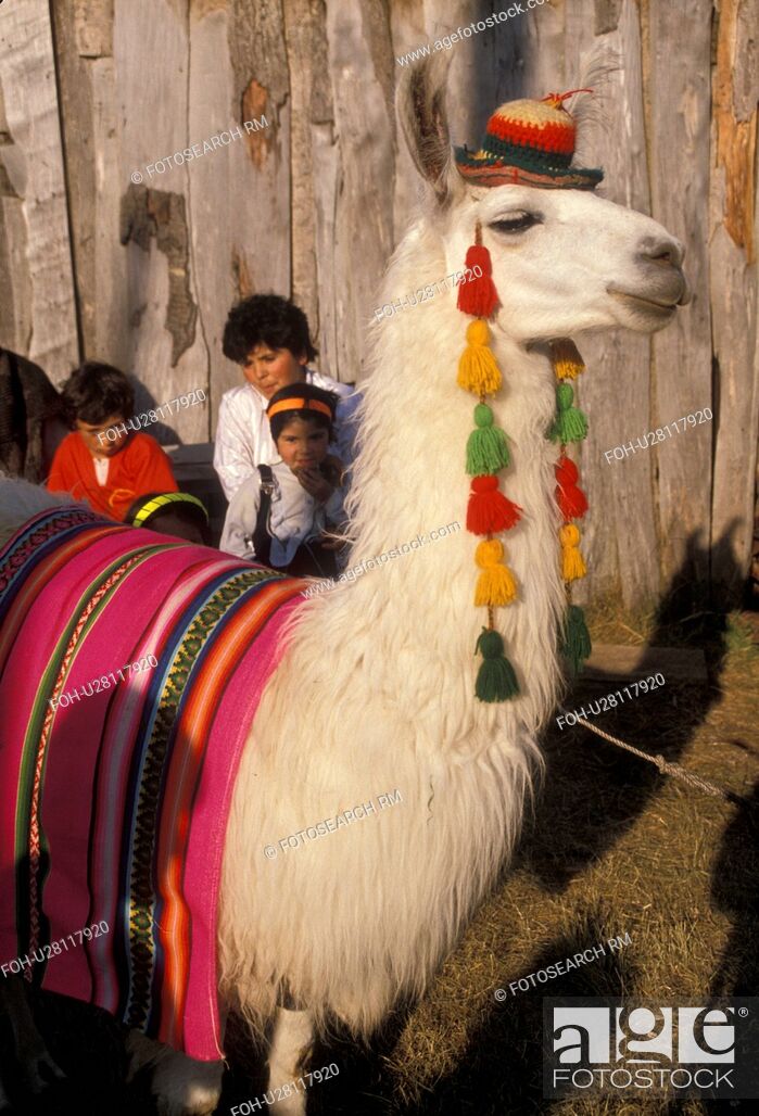Llama, Chile, Chiloe Island, Llama dressed in a colorful costume for the Costumbrista on..., Stock Photo, Picture And Rights Managed Image. Pic. FOH-U28117920 | agefotostock