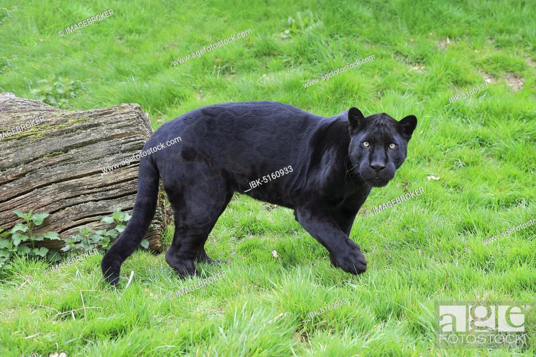 Jaguar, Black Panther (Panthera onca), adult, alert, in grass, captive,  England, United Kingdom, Foto de Stock, Imagen Royalty Free Pic.  IBK-5160933 | agefotostock