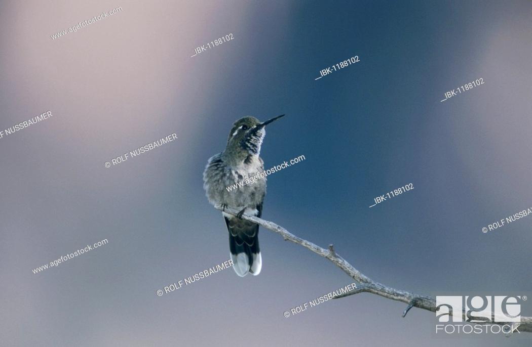 Stock Photo: Blue-throated Hummingbird (Lampornis clemenciae), male, Big Bend National Park, Texas, USA.