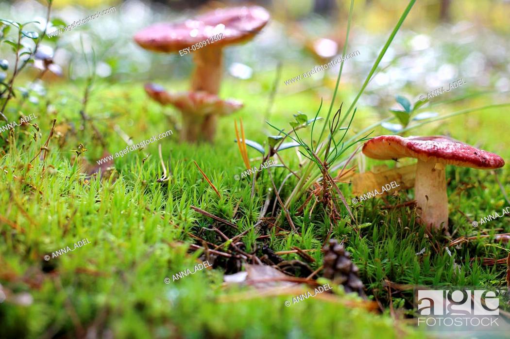 Stock Photo: Lamellar mushroom in sunny forest. Mushroom fungus grow in autumn wood. Beautiful mushroom in sun rays.