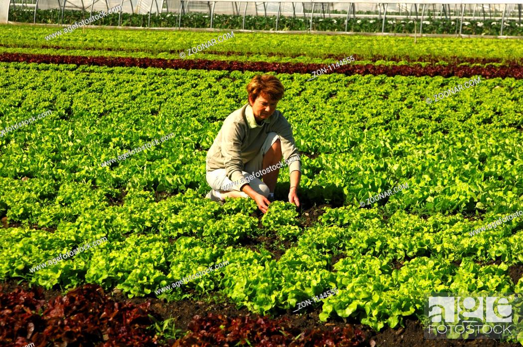 لماذا تعتبر مزارع البستنة أراضٍ زراعية أكثر قابلية للإدارة