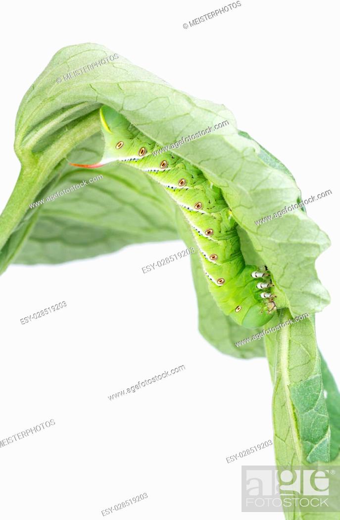 Stock Photo: Tobacco hornworm, Manduca sexta, on underside of tomato leaf is a common pest in gardens.