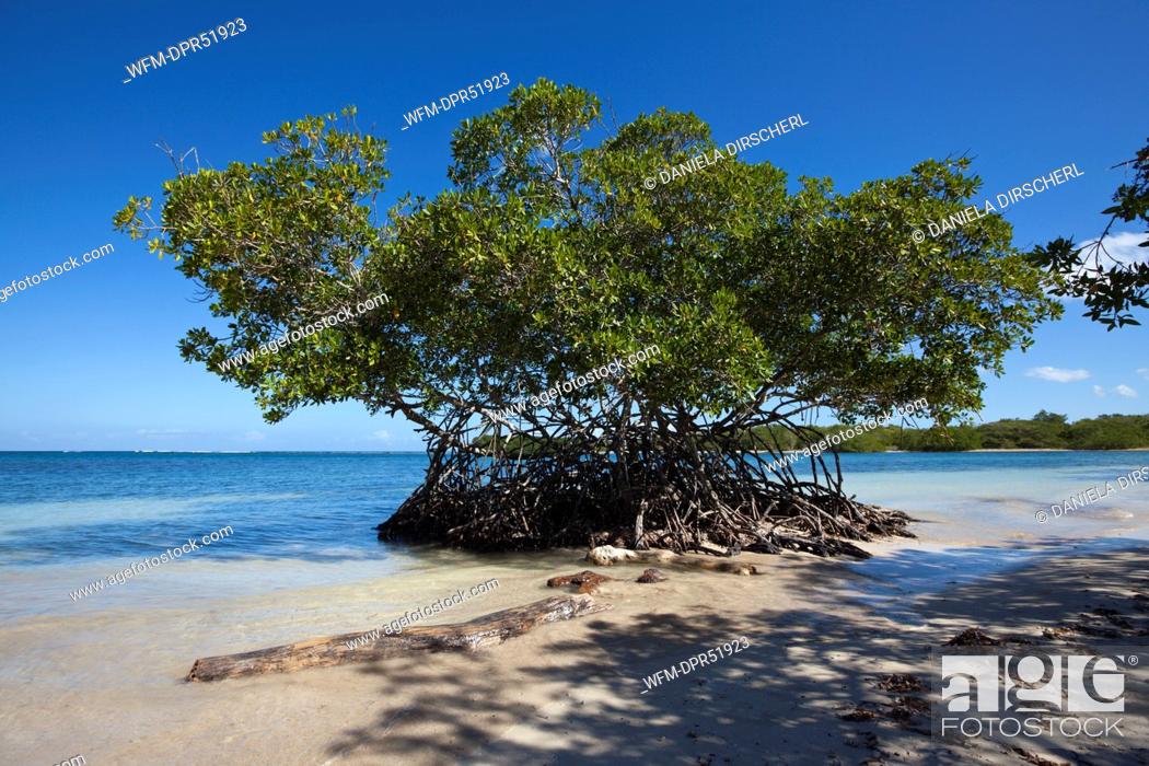 Stock Photo: Mangroves of National Park Estero Hondo, Dominican Republic.