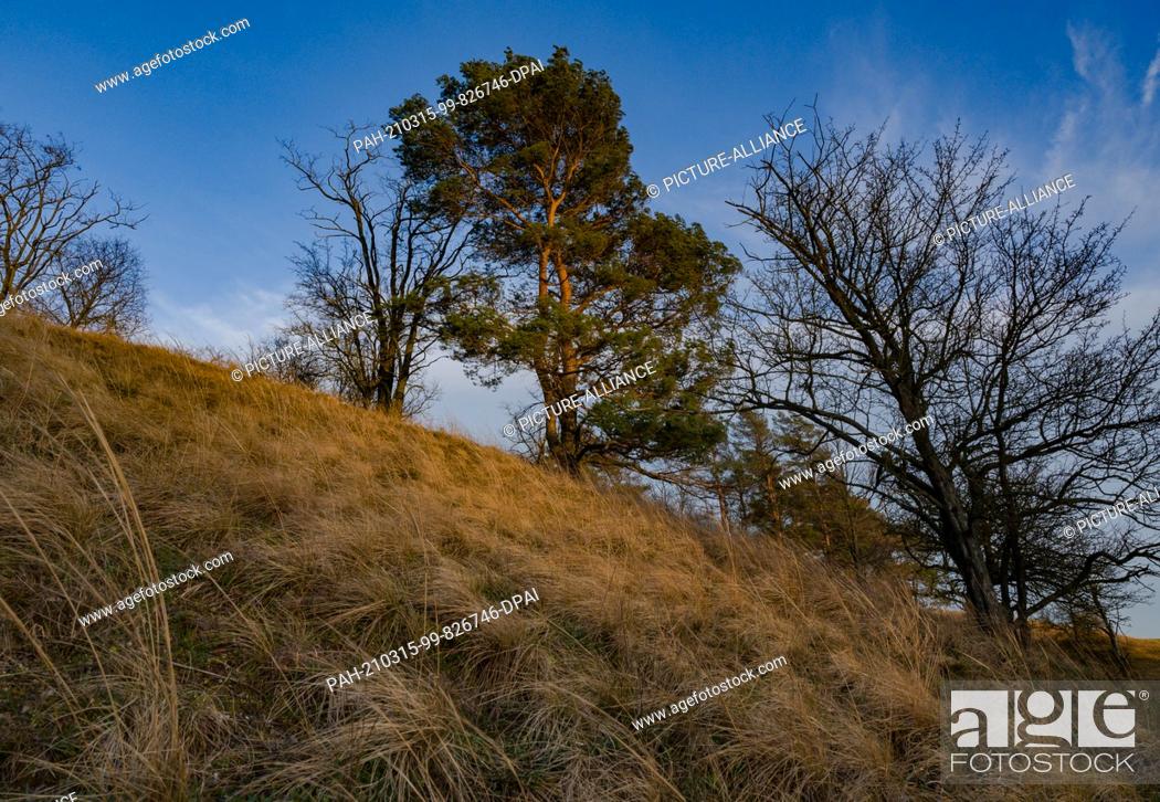 Stock Photo: 13 March 2021, Brandenburg, Mallnow: The late afternoon sun shines on a hillside on the edge of the Oderbruch, a region in the east of the state of Brandenburg.