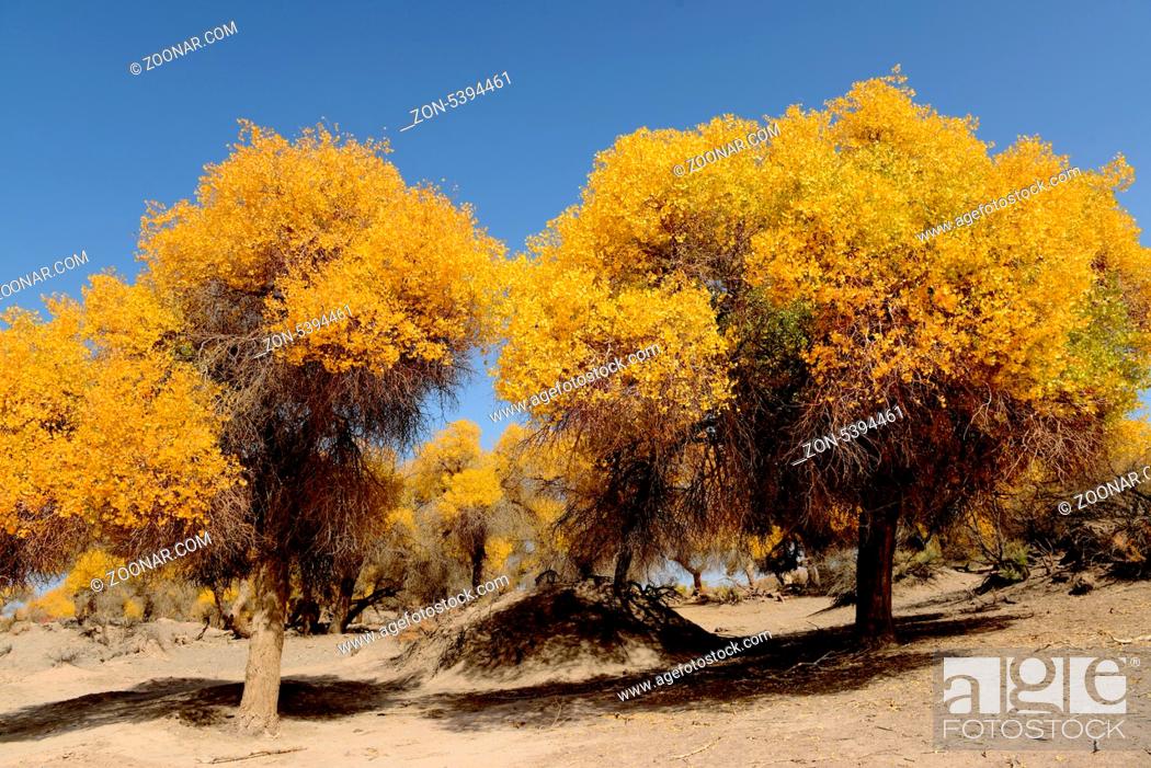 Stock Photo: Populus euphratica trees in Ejina, Inner Mongolia, China.
