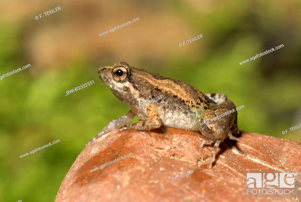 Imagen: Narrow-mouthed frog (Microhyla pulchra), on a stone.