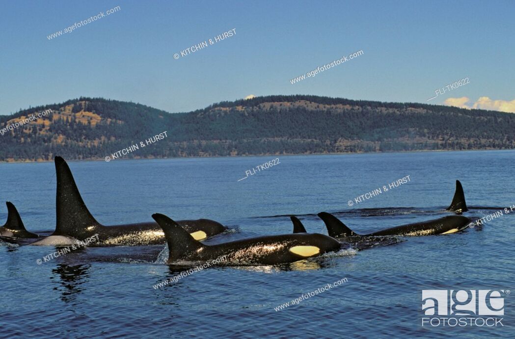 Imagen: Orca, Killer Whale Pod Haro Strait between British Columbia & Washington Summer Orcinus orca.