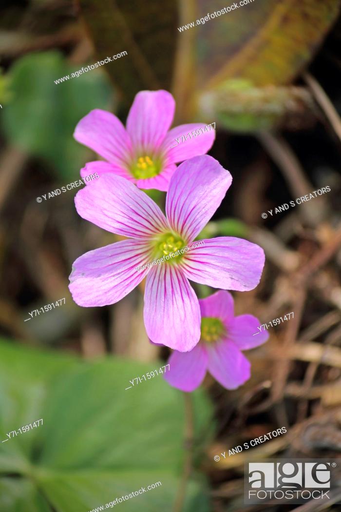 Stock Photo: Oxalis debilis var. corymbosa, Large-Flowered Pink Sorrel, lilac oxalis, pink wood sorrel.