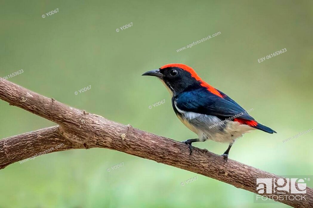 Stock Photo: Image of Scarlet-backed Flowerpecker Bird on nature background. Animals.