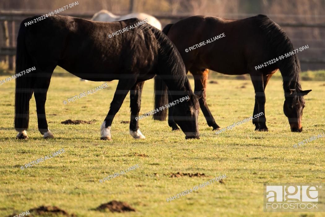 Stock Photo: 24 February 2021, North Rhine-Westphalia, Hackenbroich: Horses grazing in a pasture in the sunshine. Unusually mild temperatures await people in North.