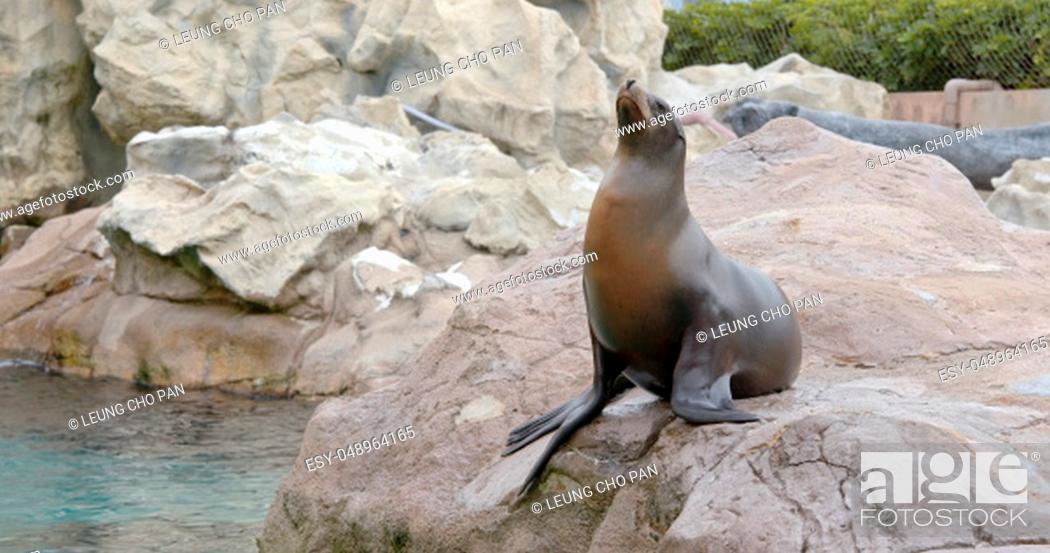 Imagen: Sea lion lying on the rock.