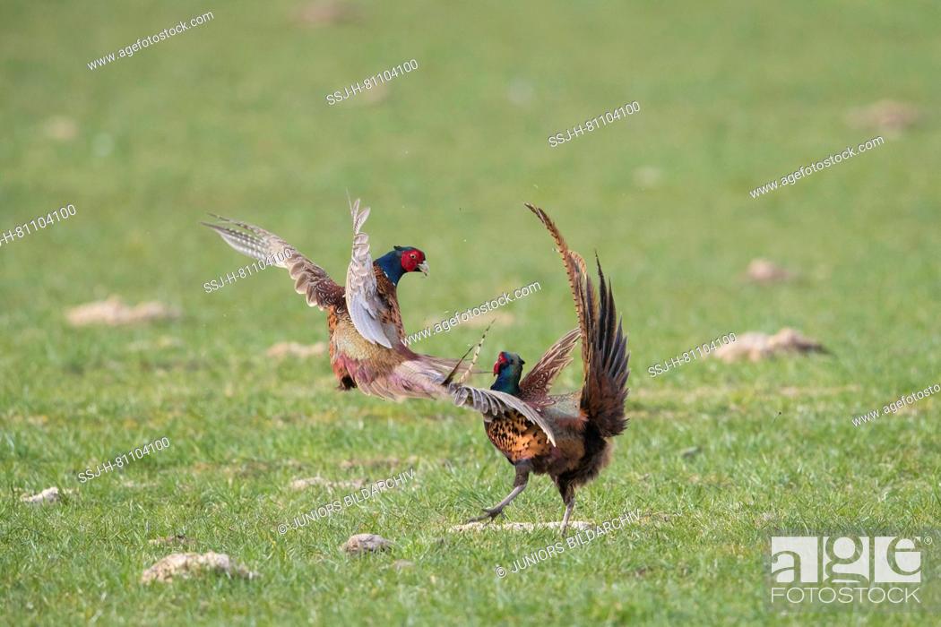 Stock Photo: Pheasant, Common Pheasant (Phasianus colchicus). Two cock birds fighting. Germany.