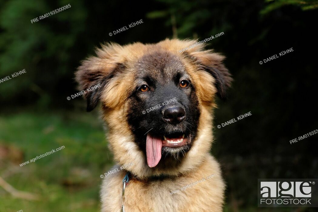 Caucasian Shepherd Dog Kaukasischer Owtscharka Stock Photo Picture And Rights Managed Image Pic Pre Rm01935300085 Agefotostock