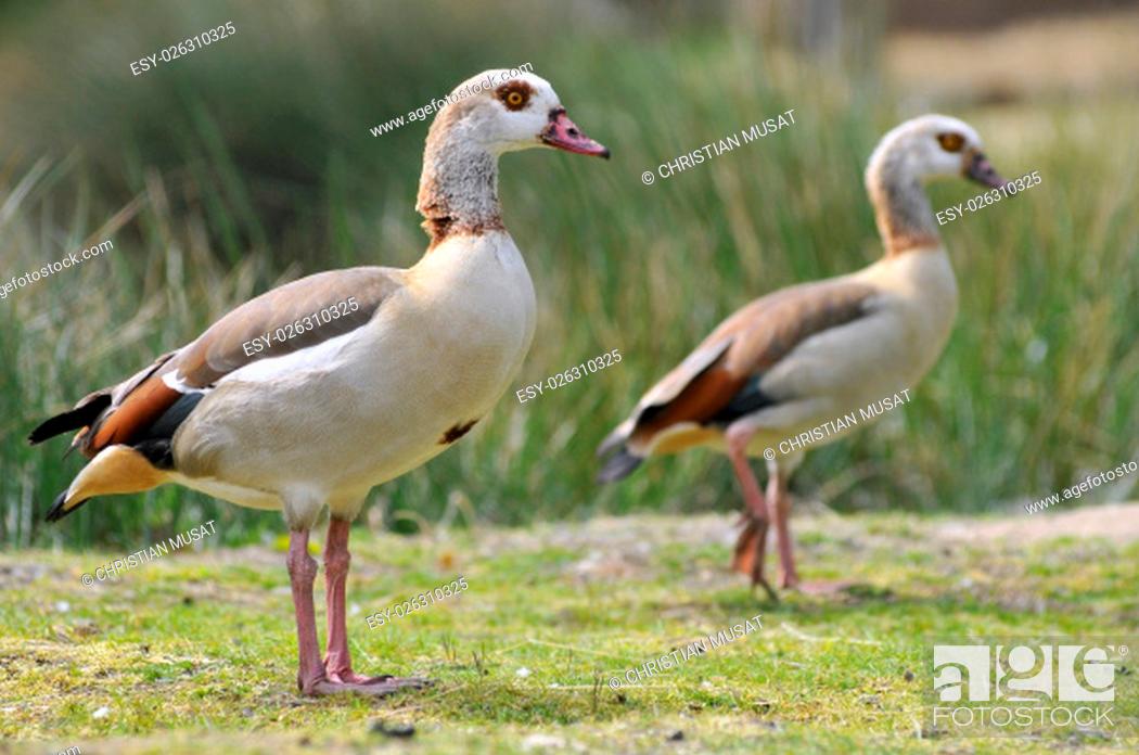 Stock Photo: Closeup of Egyptian Geese (Alopochen aegyptiacus) on grass view of profile.