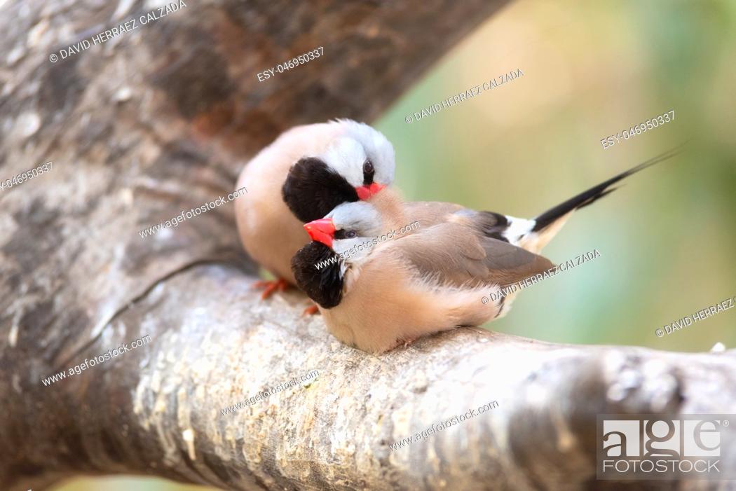 Stock Photo: Small Cute birds, finchs birds on the tree branch . Love concept.