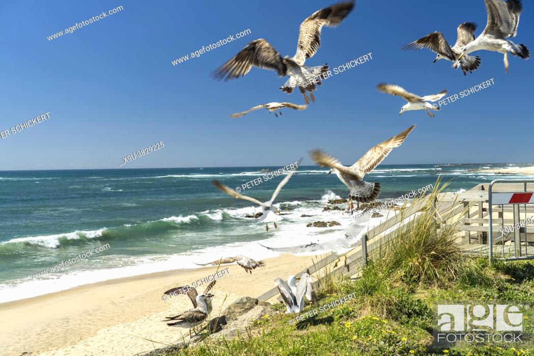 Stock Photo: Seagulls at Praia das Caxinas beach, Vila do Conde, Portugal, Europe.