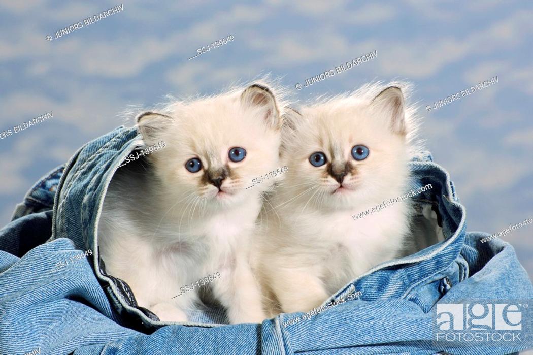 Stock Photo: Sacred cat of Burma - two kittens in Jeans.