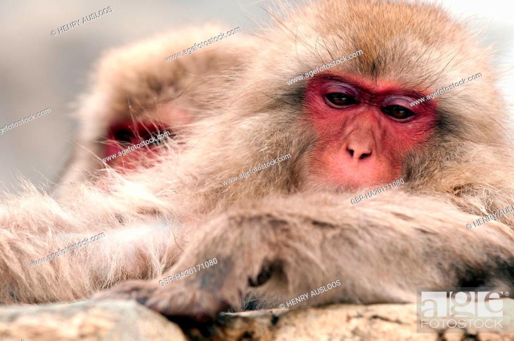 Stock Photo: Japanese macaque or snow japanese monkey (Macaca fuscata) sleeping, Japan.