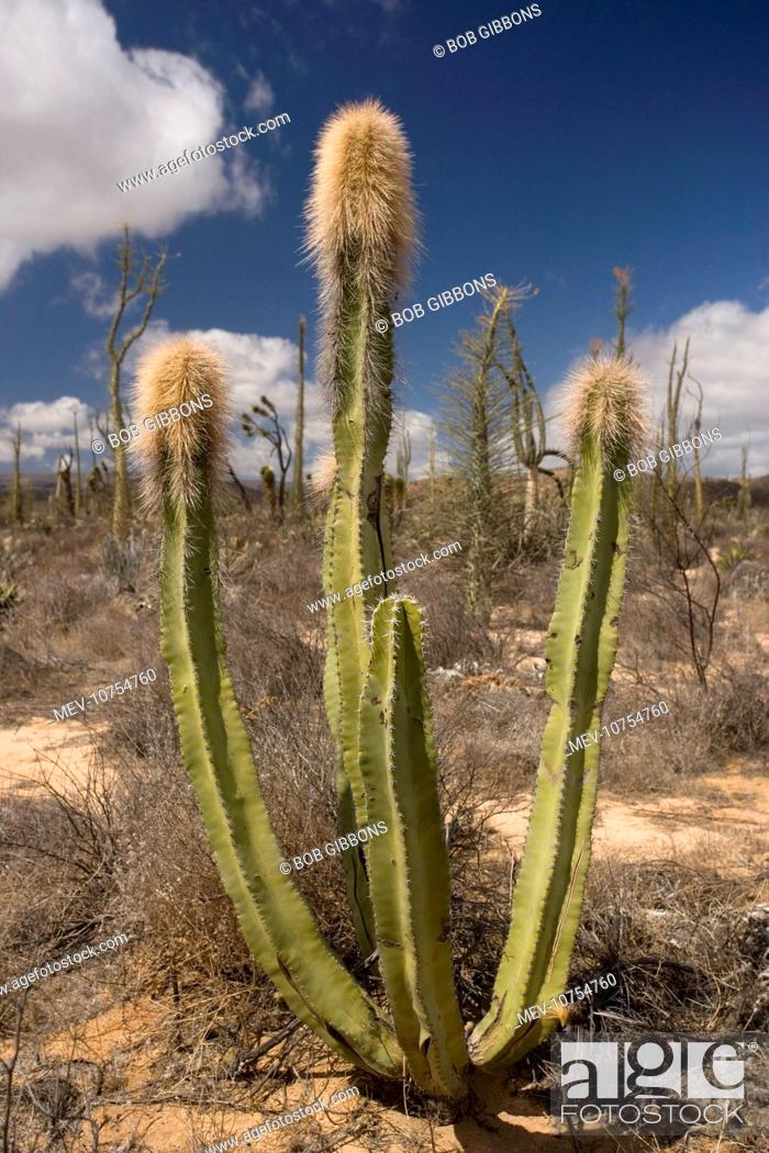 Stock Photo: Old man cactus, or Senita (Lophocereus schottii).